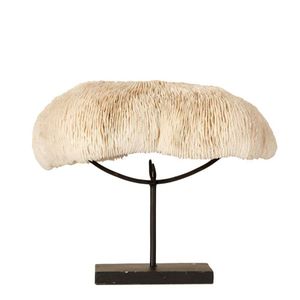A pirogue-shaped white coral, free form coral resting on black…