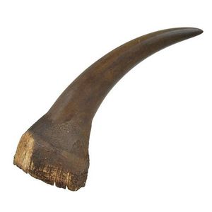 A Rhinocerous horn, undecorated, approx 52.5 cm in length.…
