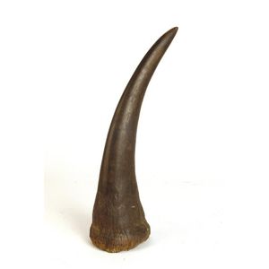 taxidermied rhinoceros horns, heads etc. - price guide and values