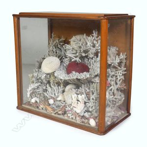 A large and impressive colonial kauri cased coral display, the…