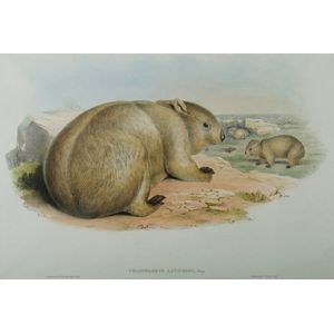John Gould, 'Broad - fronted Wombat, Phascolomys Latifrons.',…