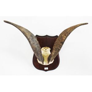 Goat's horns, Trophy House, Lower Hutt label affixed rear.…