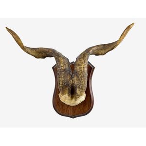 Medium Goat's horns, Trophy House, Lower Hutt label affixed…