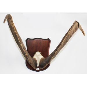 Large Goat's horns, Trophy House, Lower Hutt label affixed rear.…