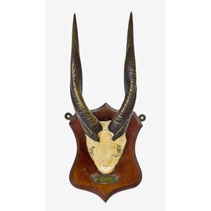 Bush Buck horns, inscribed 'Bush Buck Zululand' on brass plaque…