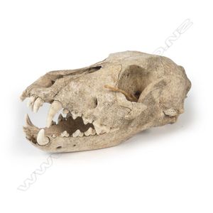 A rare and extinct kuri (Polynesian dog) skull, an exceptional…