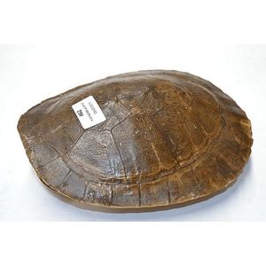 Preserved turtle and tortoise shells - price guide and values