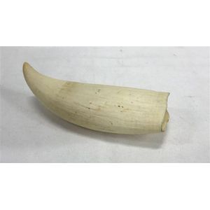 A whales tooth, 38' label and ink notation inside, length 15.5…