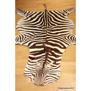 A zebra skin. Length 267 cm (including tail). Width 170 cm