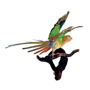 A pair of taxidermy Princess parrots, the colourful birds with…