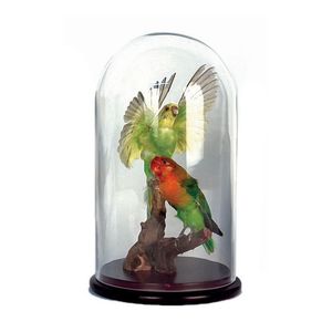 Two brightly coloured taxidermy small parrots, under glass dome,…