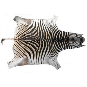 A large zebra skin, in fine condition, includes mane. Length…