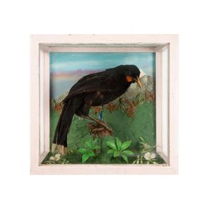 Cased huia bird male huia bird in good condition perched on a…
