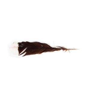 Huia feather rare tail feather from extinct huia. Single huia…