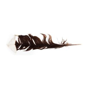 Huia feather rare tail feather from extinct huia. Single huia…