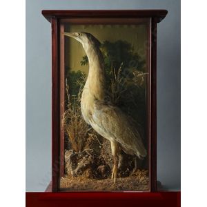 A taxidermy New Zealand Bittern (Kaoriki), late 19th century.…