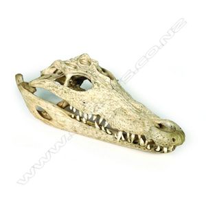 A vintage alligator skull, with most teeth present. Length 28…