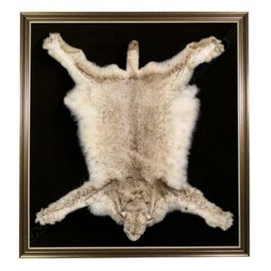 A taxidermy Siberian Lynx pelt, mounted on a dark brown velvet…