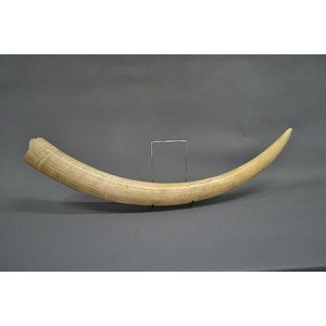 Large African ivory tusk, 90 cm long, 18 cm girth