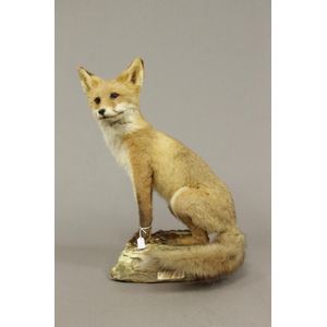 A taxidermy fox the full body mount vixen sitting on her…