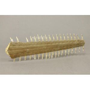 A natural history sawfish bill with 38 teeth (one missing).…