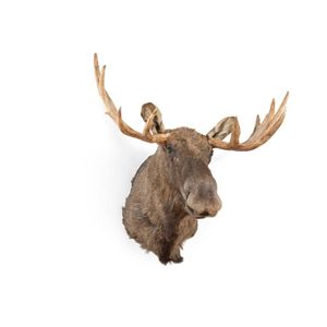 A shoulder mount European moose head together with an oil on…