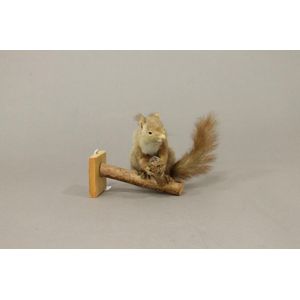 A wall mount taxidermy squirrel. Height 20 cm