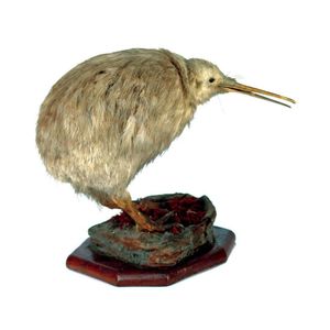 A taxidermied South Island brown kiwi, presented standing upon…