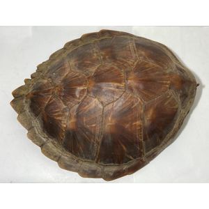 Preserved turtle and tortoise shells - price guide and values