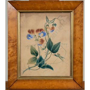 Victorian botanical watercolour study, in a burr maple frame,…