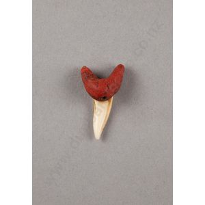 Mako (shark tooth ear pendant), this mako has red sealing wax…