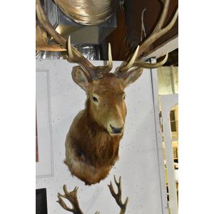 Massive taxidermy shoulder mount specimen of a red deer with…