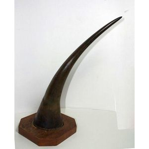 A polished rhinoceros horn mounted on a simple wooden plinth.…