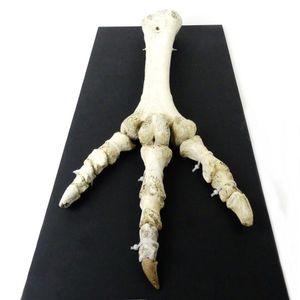 A rare complete set of Dinornis robustus (giant moa) foot bones,…