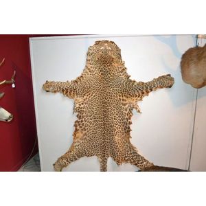 Rare African antique leopard skin rug with claws, 8ft long