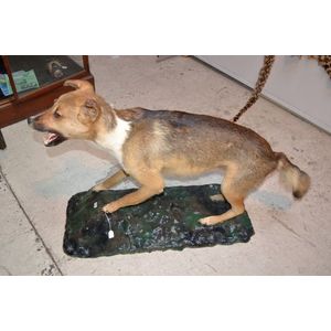 Fully mounted vintage wild dog / dingo taxidermy specimen,…