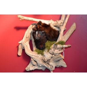 Rare 19th century diorama taxidermy of two skunks mounted in a…