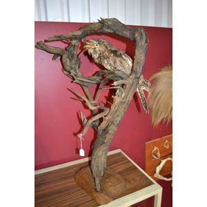 Rare Frogmouth owl specimen, circa 1950, mounted on stand, 80…