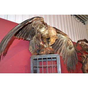 1950 Golden Eagle Mount on Log, 5ft Wing Span - Natural History ...