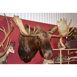 Highly prized 7 rare yukon bull moose record trophy, shoulder…