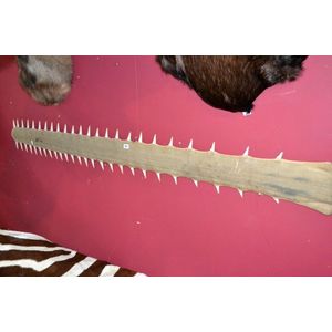 Antique record sawfish bill specimen, circa 1950, 1.5m tall