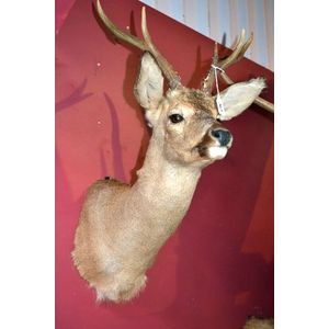 7-Point Chital Deer Half-Turned Mount - 135cm - Natural History