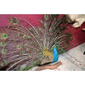Magnificent full body fanned peacock taxidermy, 8ft wide