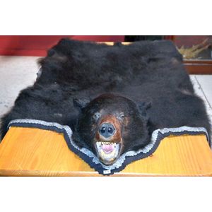 North American black bear skin rug with mounted head and clawed…