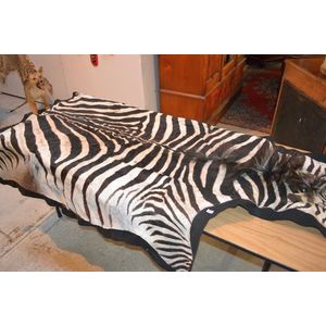 Zebra skin rug mounted on black felt padding, excellent…