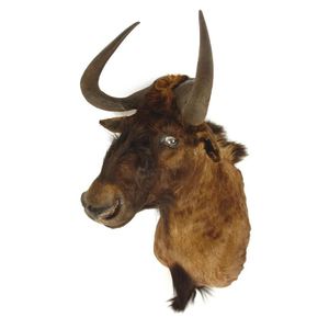A taxidermy black wildebeest head, a shoulder mount, this…
