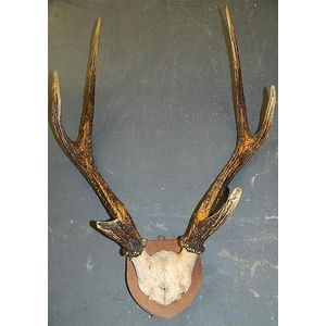A pair of Elk three point antlers onn full skull mount antler…