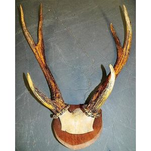A pair of stag three point horns on part skull and shield…