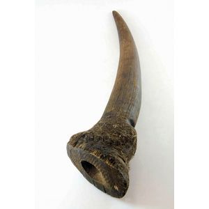 Old mature bull, wide lipped rhino horn, 61 cm length