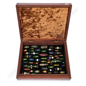 A collection of sixty iridescent jewel beetles, presented in…